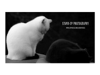 A Black and White Cats Asleep standing zenfolio poster Stand-up Photography