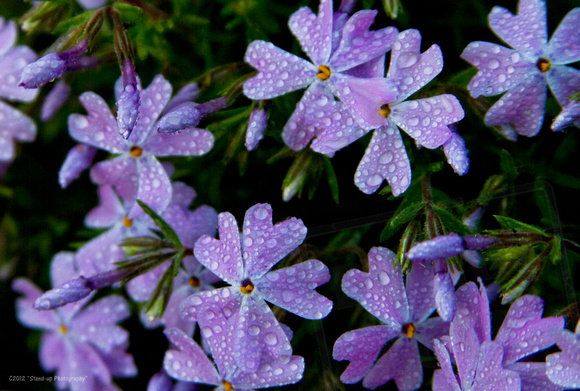 Purple flower after rain