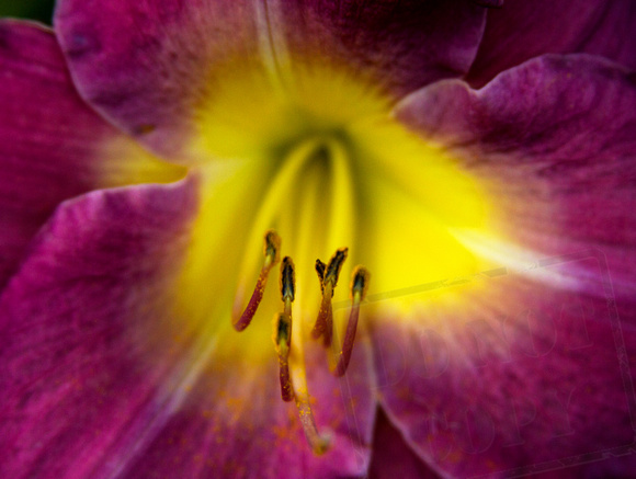 Purple Day Lilly_