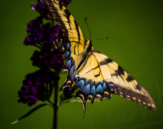 Butterfly two 2014