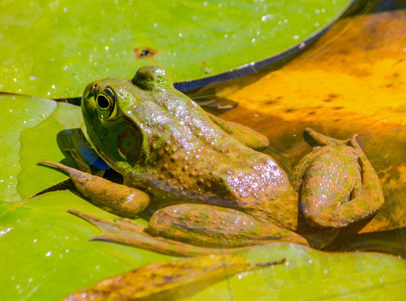2015 Blending in frog 2 close up.-1