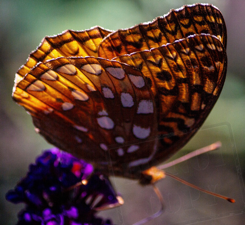 Gold with white spots Butterfly._