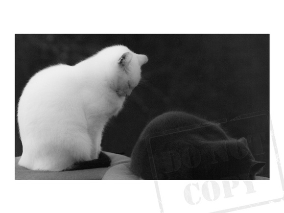 A Black and White Cats Asleep standing filtered