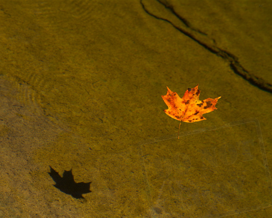 Edited Floating leaf on a Smokey Mt Creek copy