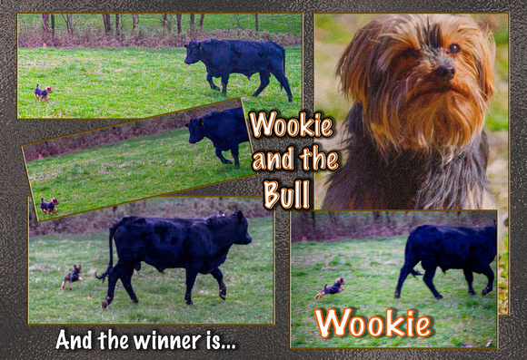 Wookie and the Bull Poster