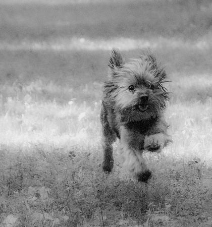 Wookie running in back yard, B&W_