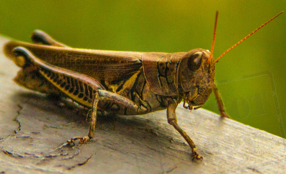 Wooden Grasshopper