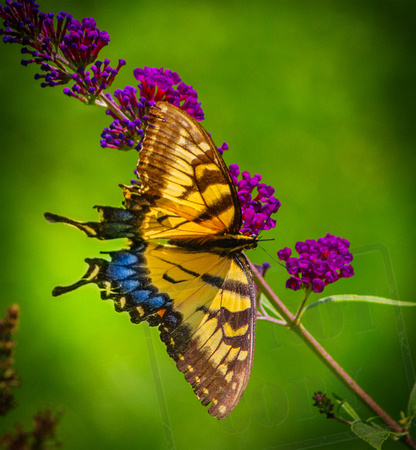 Butterfly three 2014 edit
