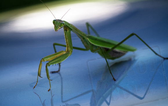 Praying mantis one