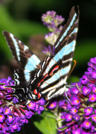 A B&W butterfly in color