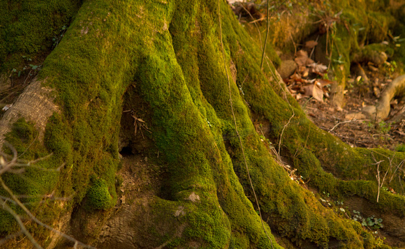 Green winter roots on nine mile creek