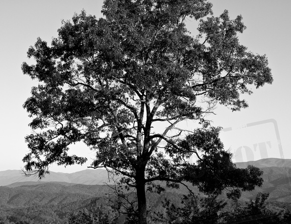 Foothills Tree