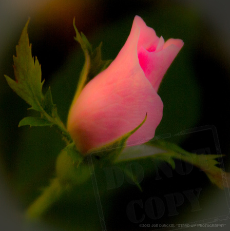 Pink Rose two