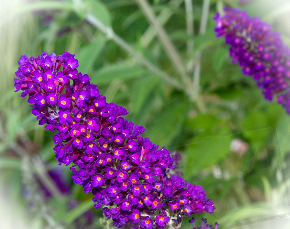 Butterfly Bush flower purple